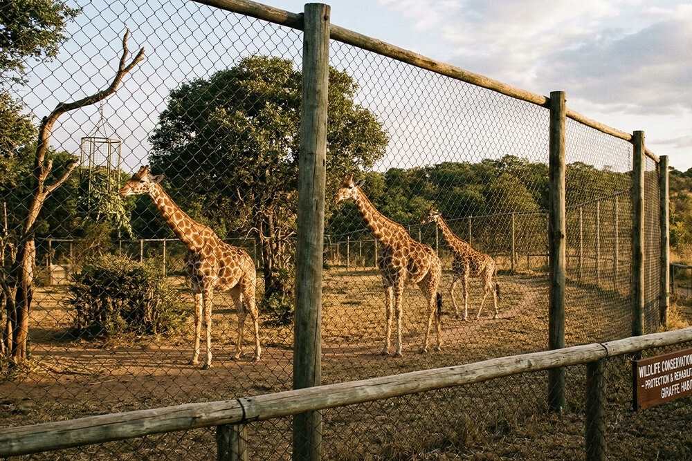 Wildlife Rehabilitation