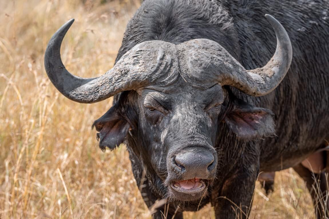 Cape Buffalo