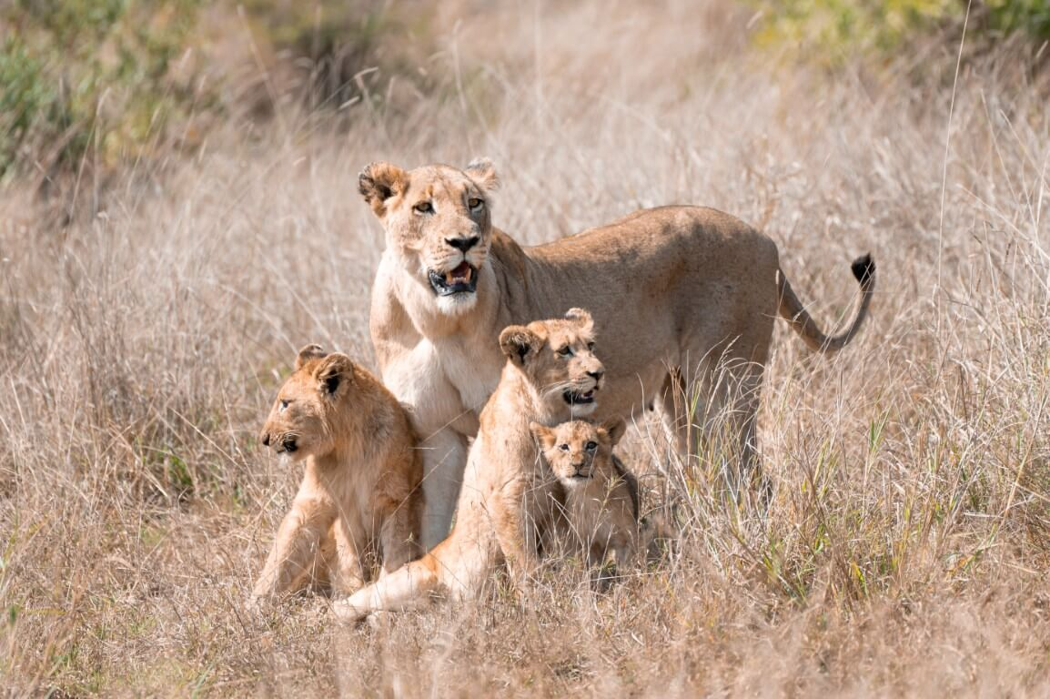 The Ultimate Guide to the Big 5 in Kruger National Park