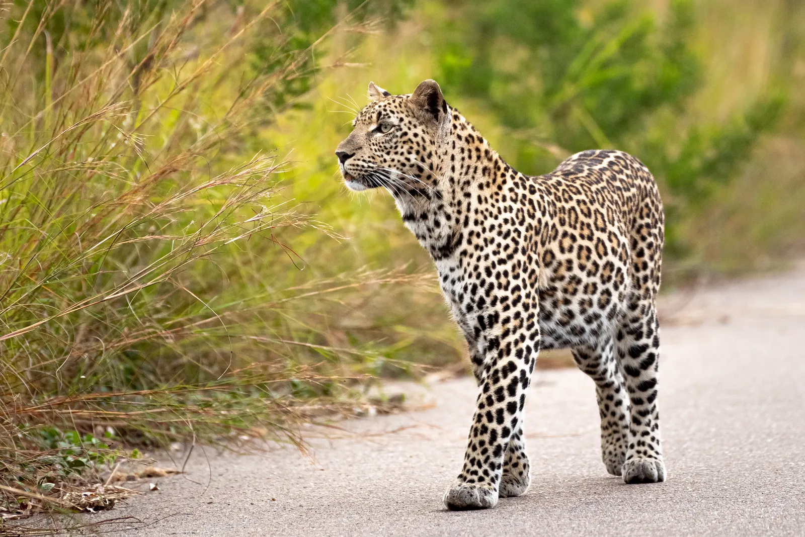 Spotting Leopards: The Ultimate Guide