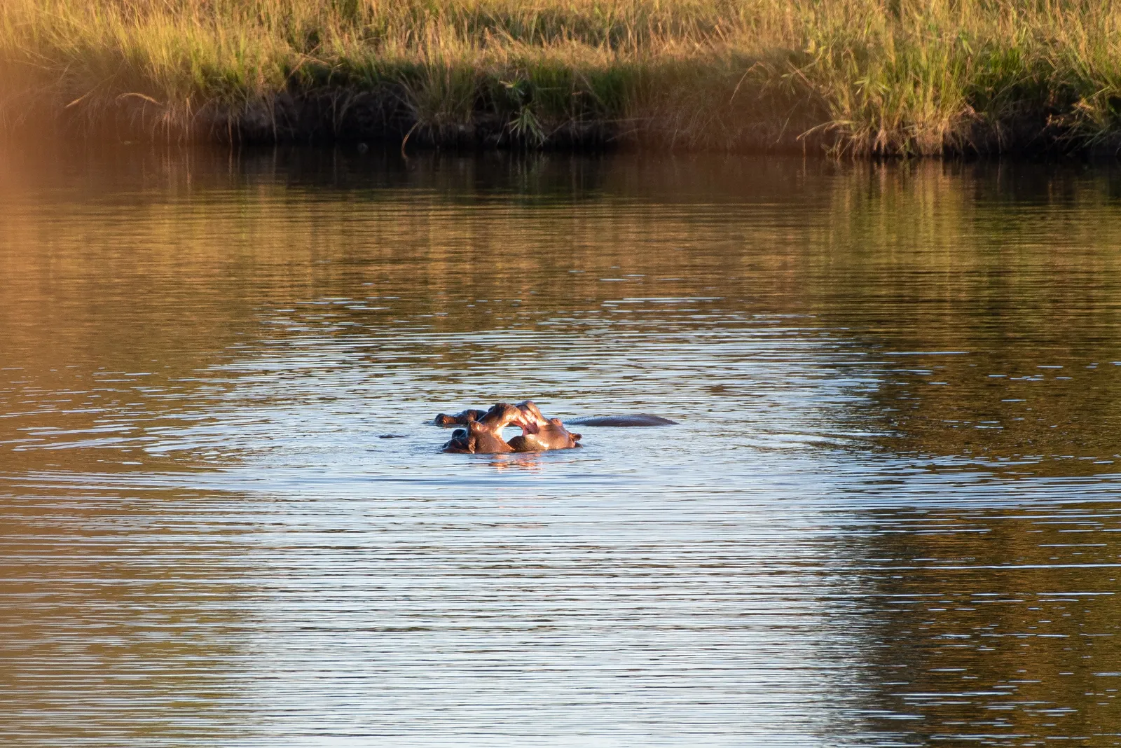 Animals at a waterhole