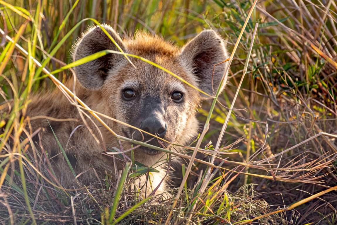 Spotted Hyena