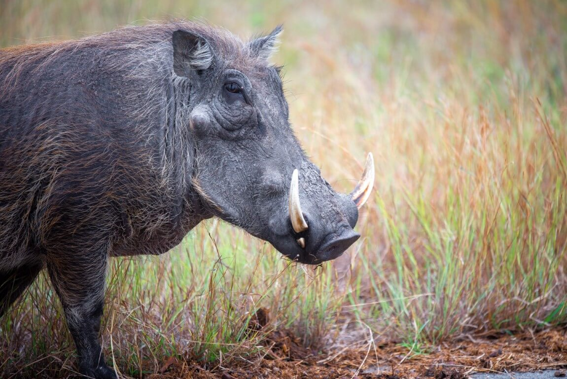 Warthog