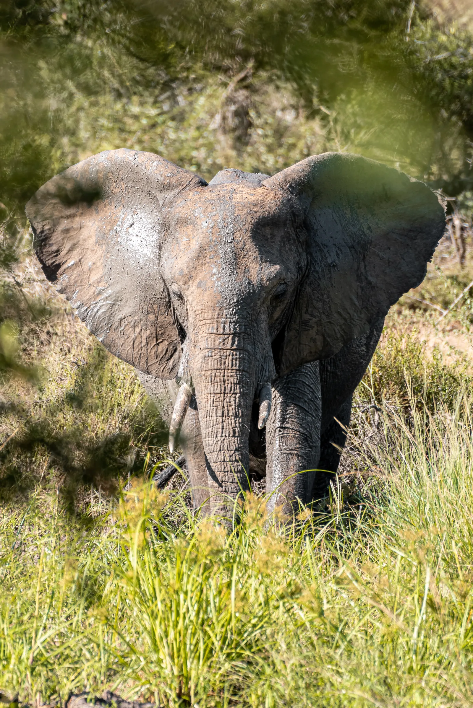 Understanding Elephant Behavior: Safe Encounters